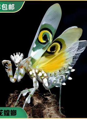 刺花螳螂枯叶螳螂大魔花螳螂圆盾螳螂眼班螳螂幽灵螳螂兰花螳龙螳