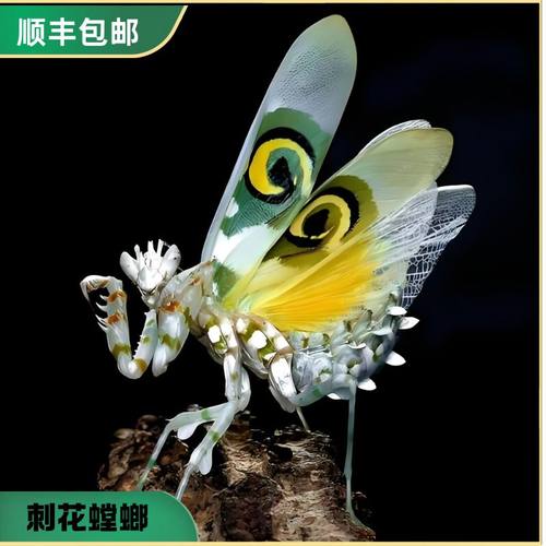 刺花螳螂枯叶眼班兰花大魔花