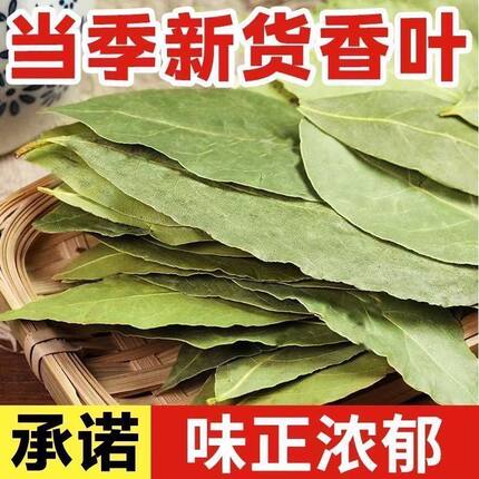 【只卖头茬香叶】正宗广西香叶500克批发月桂叶调味料香料调料全