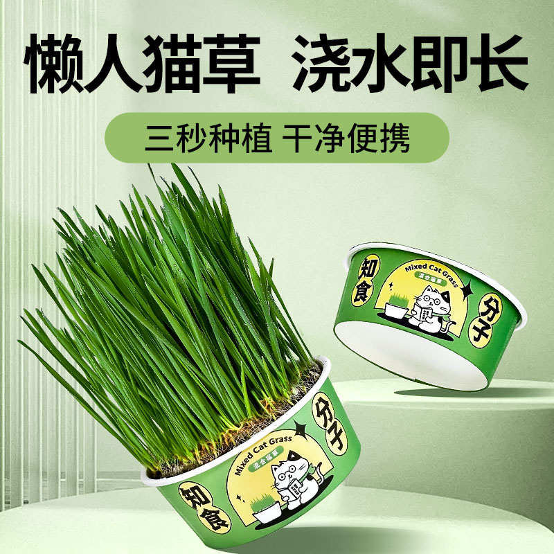 水培无土懒人猫草罐头磨牙去毛球助消化天然小麦草盆栽零食泡面碗