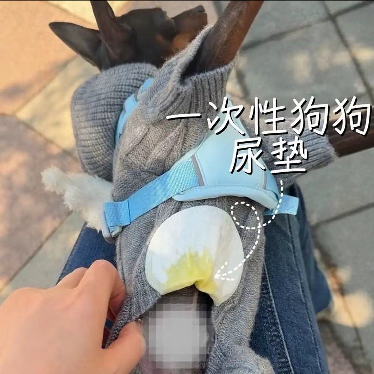 公狗狗衣服防尿贴宠物外出防脏防漏尿神器生理期卫生巾护垫加厚
