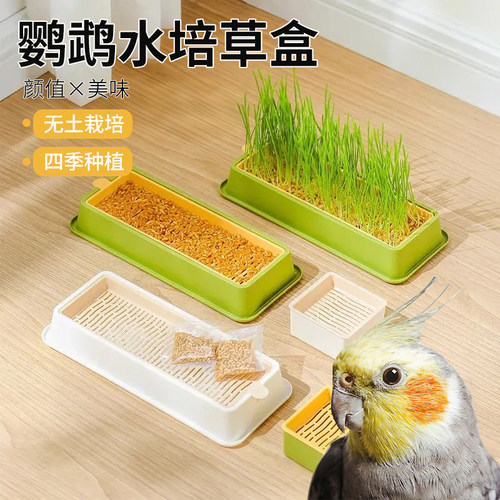 蔻集鹦鹉草食用鸟草盒