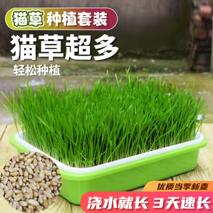 小麦粒猫草种子盆栽种植种籽水培无土育苗盘猫薄荷排毛球可助消化