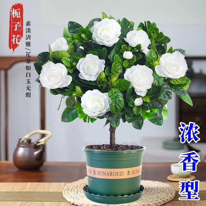 栀子花盆栽浓香型四季开花重瓣室内客厅办公室桌面绿植花卉好养活