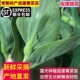 新鲜蔬菜霜冻青菜苔 常熟青菜苔 油菜薹农家菜心菜尖 包邮 顺丰