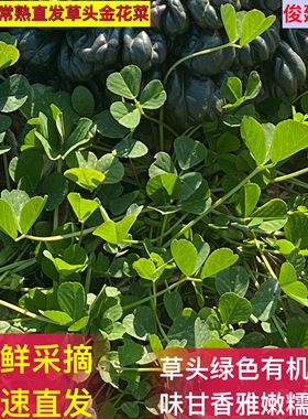 常熟特产 现摘现发网红草头金花菜 三叶菜南苜蓿新鲜当季蔬菜露天
