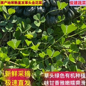 常熟特产 现摘现发网红草头金花菜 三叶菜南苜蓿新鲜当季蔬菜露天