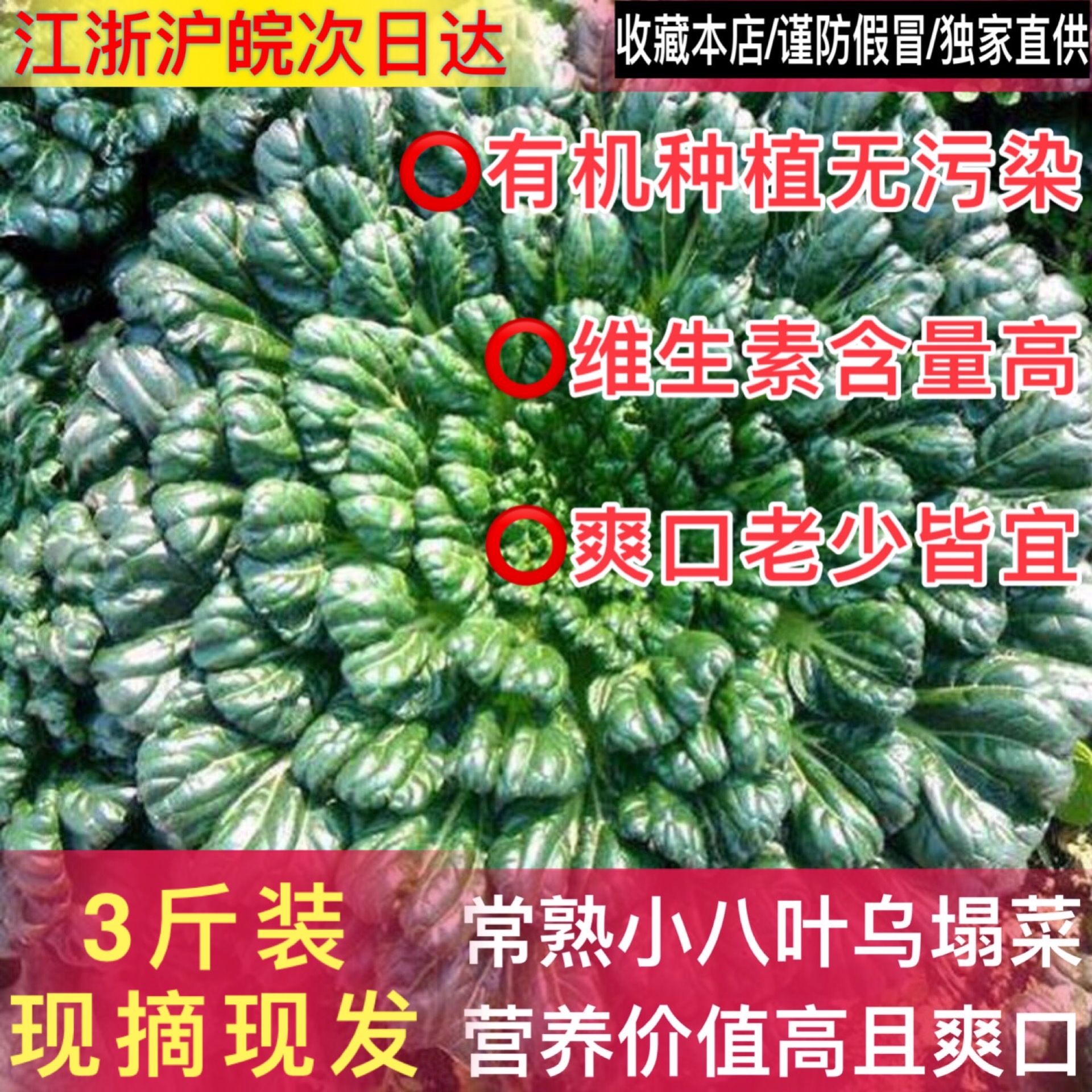 常熟特产 现摘现发网红小八叶乌塌菜千叶菜塔苦菜火锅好配菜3斤