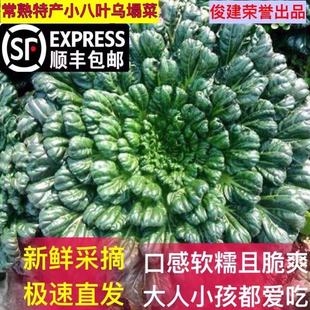 顺丰包邮 常熟特产 现摘现发网红小八叶乌塌菜 千叶菜青菜塔苦菜