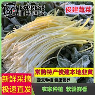 顺丰包邮 常熟特产 新鲜本地太湖韭黄软糯鲜香农家自种大人小孩爱