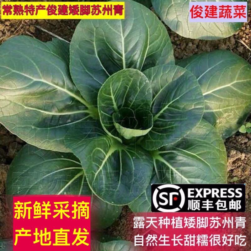 顺丰包邮 矮脚苏州青常熟特产新鲜火锅蔬菜老少都喜欢吃非苏北菜