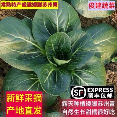 顺丰包邮  矮脚苏州青常熟特产新鲜火锅蔬菜老少都喜欢吃非苏北菜