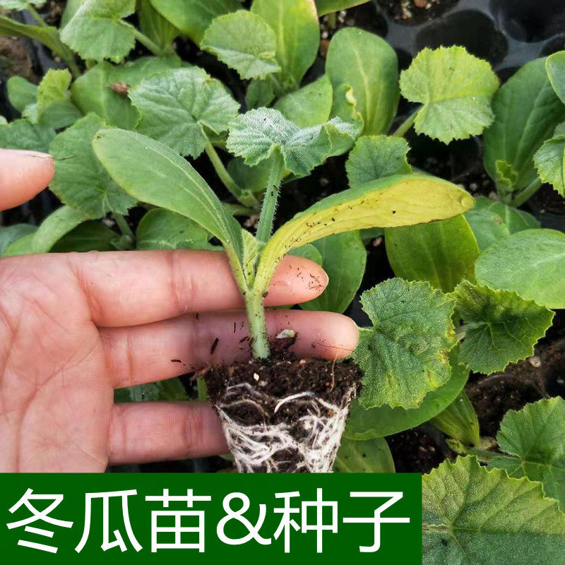 冬瓜苗的价格 冬瓜苗的优惠券 冬瓜苗十大排行榜 冬瓜苗淘宝哪家好 绝对值