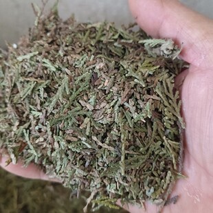 陕西野生中药材侧柏叶阴干侧柏叶2500克包邮自家采摘自然阴干5斤
