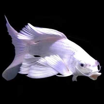 正宗台湾 普身 短身球体蝴蝶鲤鱼锦鲤白金龙凤冷淡水鱼观赏鱼活体