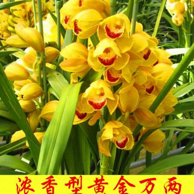 兰花苗蕙兰黄金万两浓香四季建兰墨兰盆花室内花卉植物盆栽阳台好