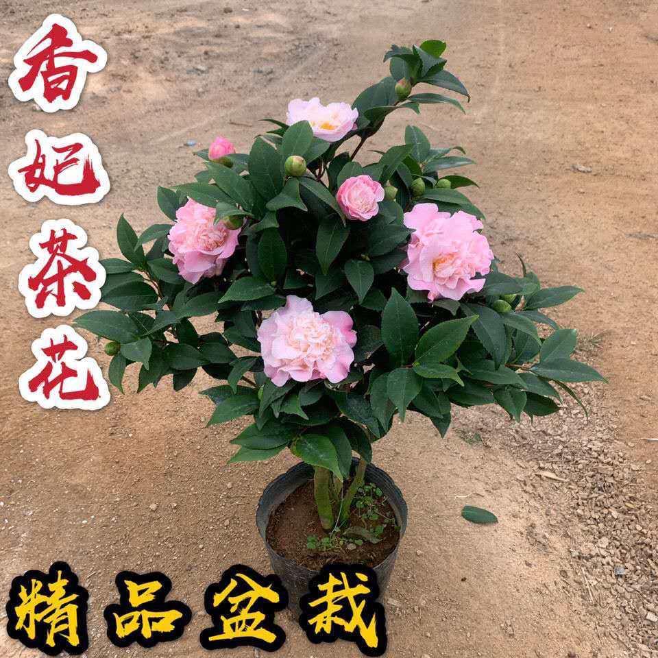 树苗四季好养木本花卉五色赤丹