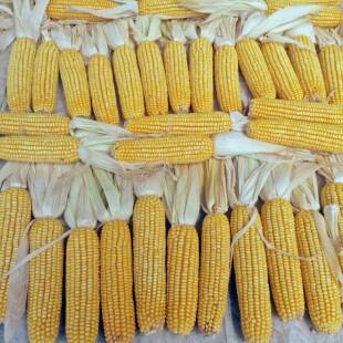 带皮晒干玉米棒老玉米农作物装饰农家乐风宠物口粮晒秋收手工教具