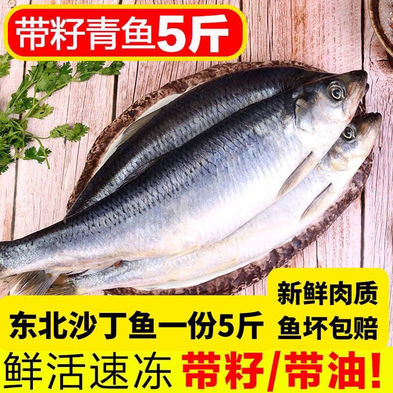 东北沙丁鱼野生新鲜大青鱼冷冻鲜活海鱼烧烤食材鲱鱼一整箱