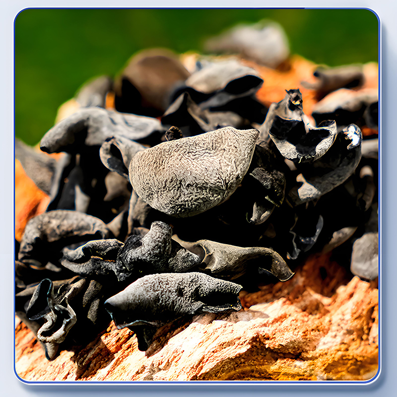 东北大兴安岭黑木耳干货特产级