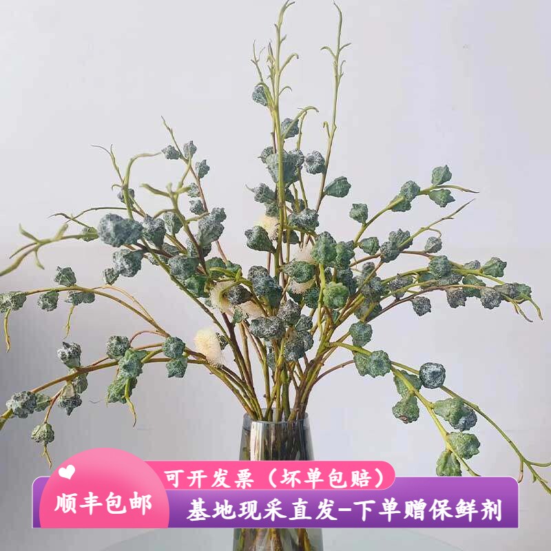 尤加利叶果桉树果钻石果自带清香可驱虫干花永生花云南基地直发
