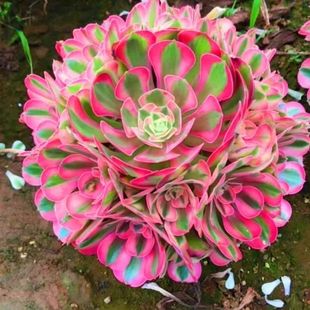 新品玫瑰多肉法师锦新手懒人好养群生老桩肉肉美杜莎多肉植物特价