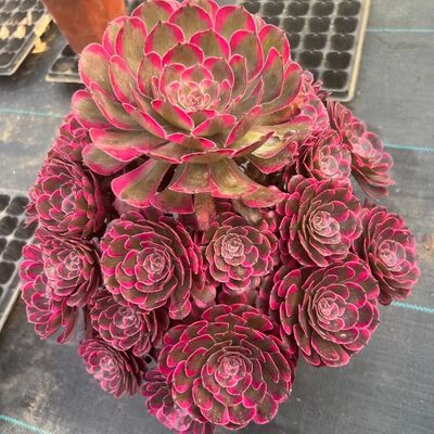 超大多肉植物大号倾城荔枝好养老桩高大法师多头精品巨型盆栽花卉