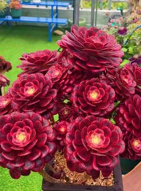 美杜莎粉女巫魅影法师老桩组合超大多头群生稀有高贵品种多肉法师