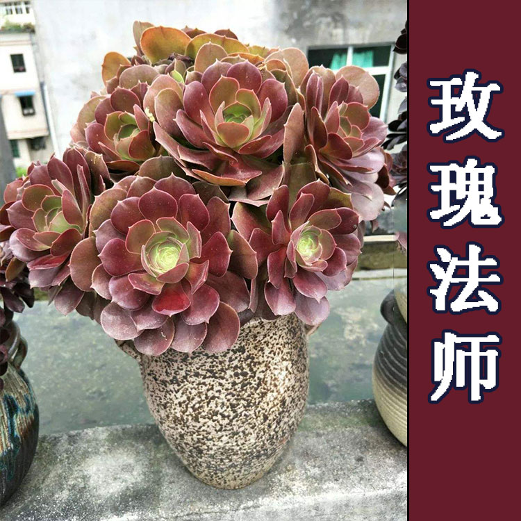 黑法师系列韶羞法师玫瑰多肉植物