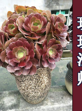 黑法师系列韶羞法师多肉植物老桩 玫瑰法师手捧花老桩 有香味法师