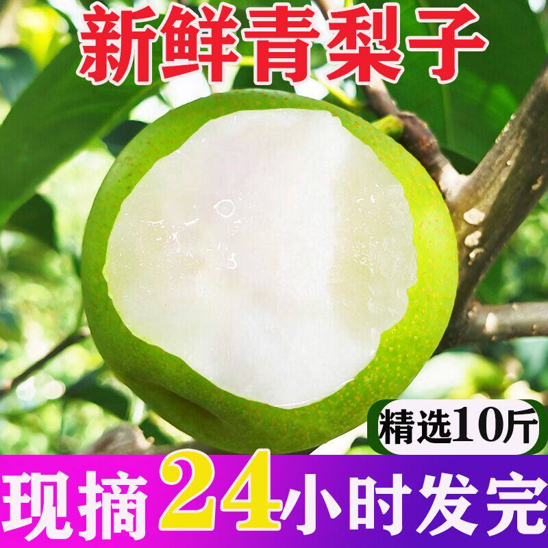 湖北翠冠梨花皮梨青皮梨子新鲜水果脆甜多汁当季整箱包邮产地直发