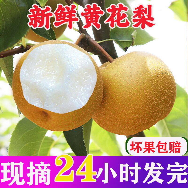 梨子新鲜黄花梨水果现摘黄皮沙梨脆甜多汁当季整箱包邮产地直发