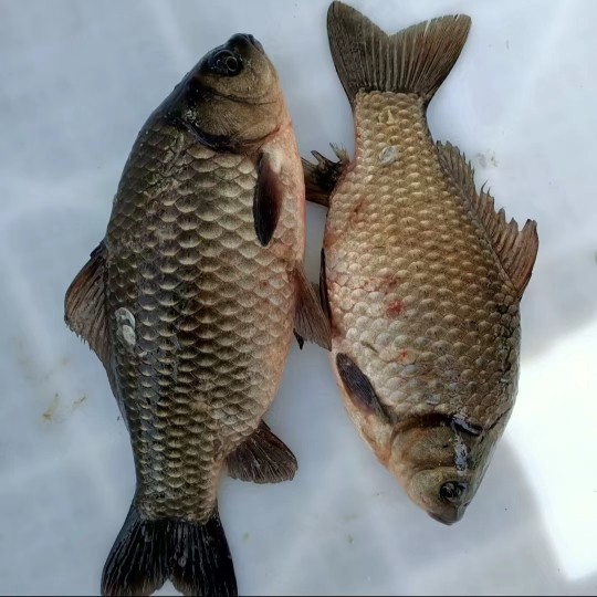 黑龙江冬捕冷水大鲫鱼五斤,水产肉类/新鲜蔬果/熟食,淡水鱼类,淘宝优惠券,粉丝福利购,淘宝优惠卷