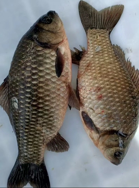 黑龙江冬捕冷水大鲫鱼五斤