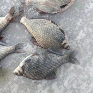 边花鱼黑龙江松花江冷水鱼