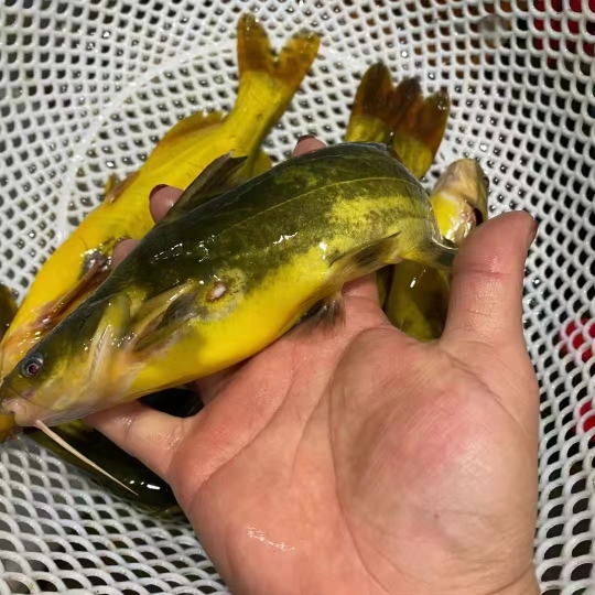 东北嘎牙子鱼冷冻东北天然淡水鱼鱼鲜活速冻新鲜食用昂刺鱼食用