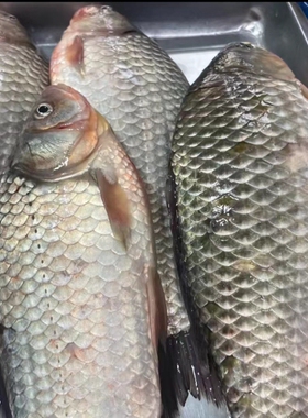 黑龙江冬捕冷水大鲫鱼