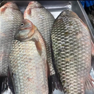 黑龙江冬捕冷水大鲫鱼