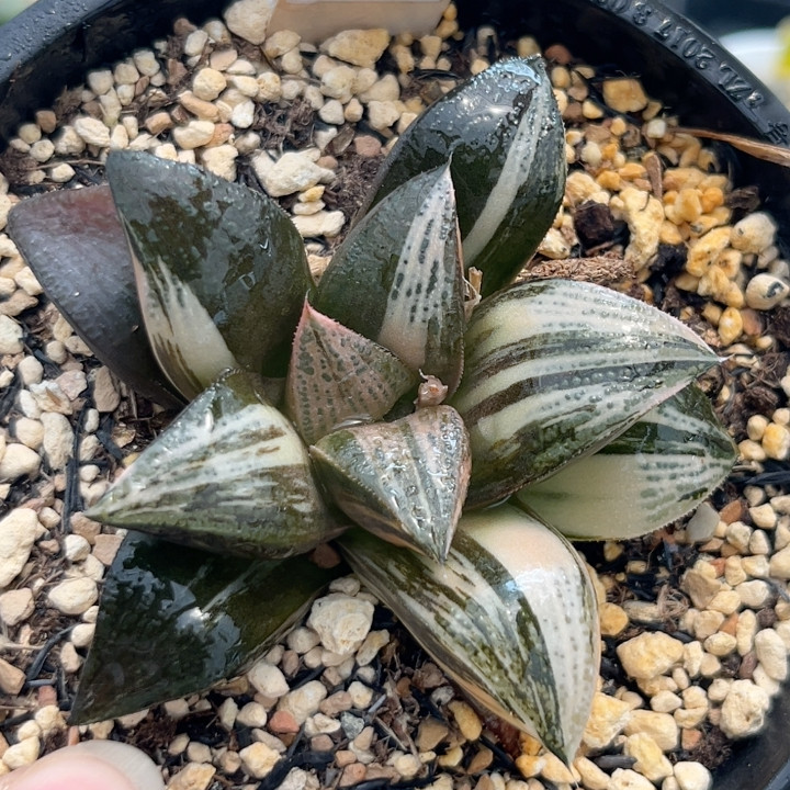 15抹茶青蟹锦