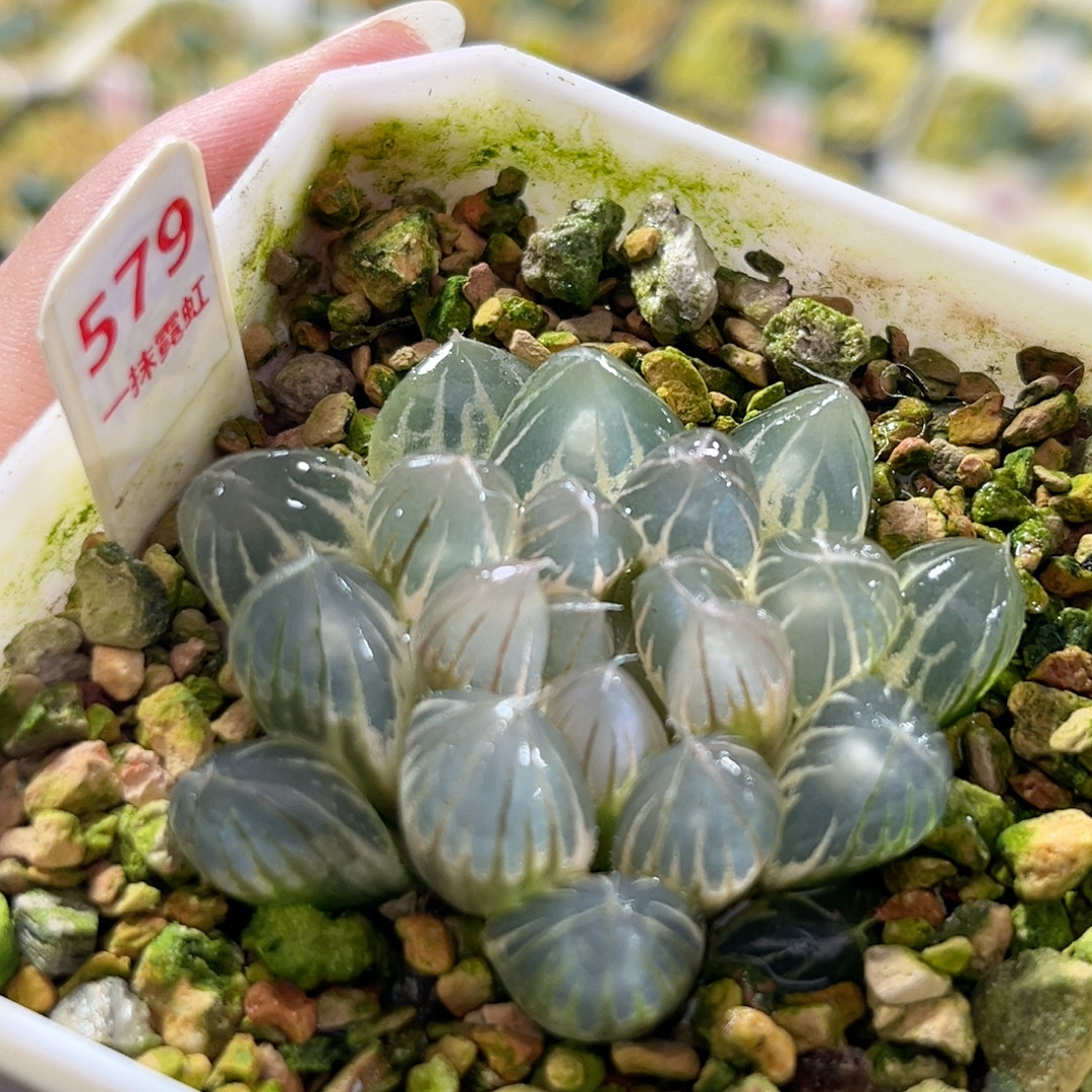 579白糊斑霓虹灯,鲜花速递/花卉仿真/绿植园艺,多肉植物,淘宝优惠券,粉丝福利购,淘宝优惠卷