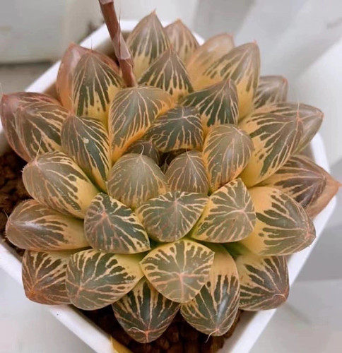新品大窗糊斑胭脂玉露锦一物一拍瓦苇十二卷多肉植物haworthia