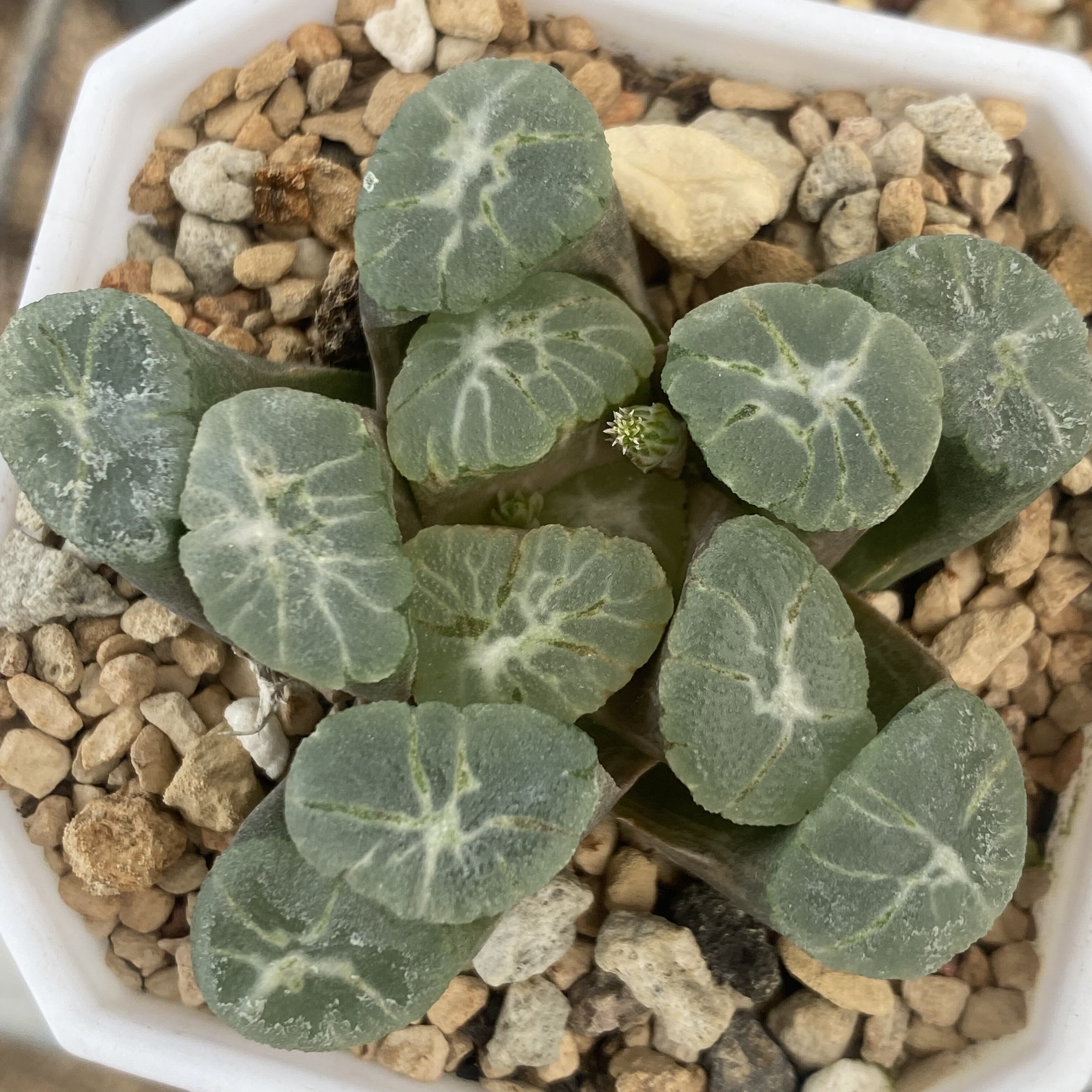 特价万象锦瓦苇十二卷多肉植物一物一拍带盆发货包邮Haworthia