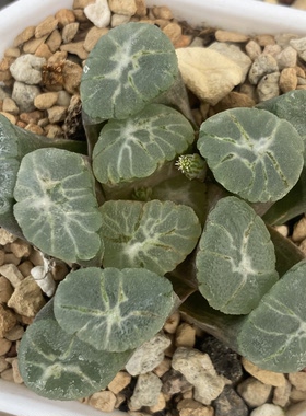特价万象锦瓦苇十二卷多肉植物一物一拍带盆发货包邮Haworthia