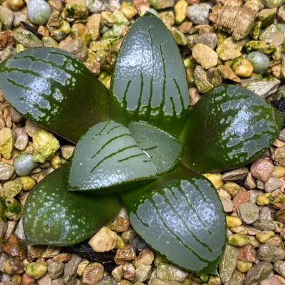 新品百鸟朝凤寿瓦苇十二卷多肉植物一物一拍Haworthia