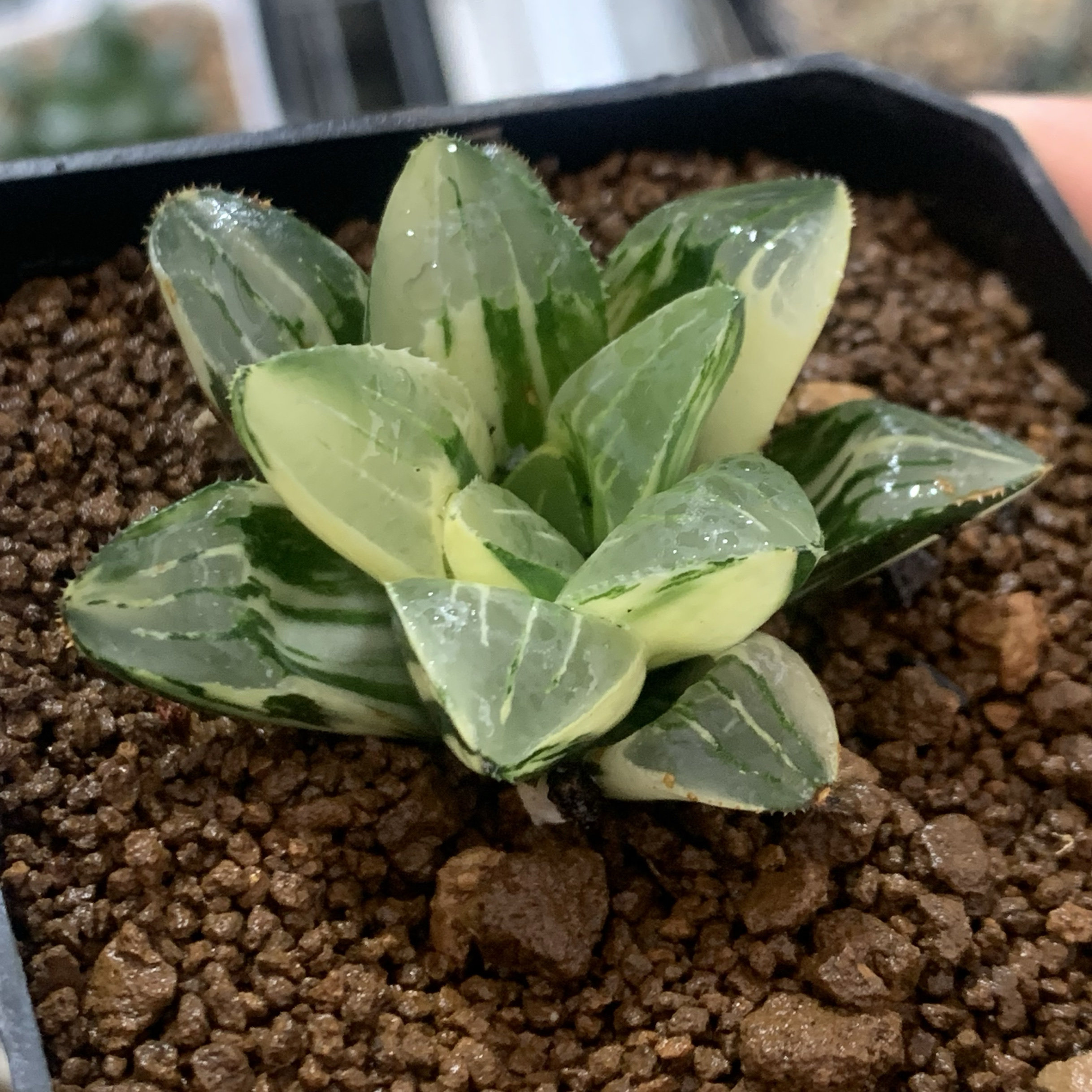新品姬寿锦一物一拍新手必买寿锦包邮非偏远地区haworthia