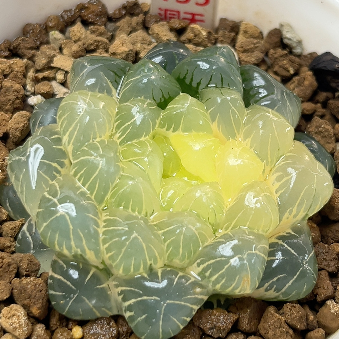 135糊斑湖水玉露锦,鲜花速递/花卉仿真/绿植园艺,多肉植物,淘宝优惠券,粉丝福利购,淘宝优惠卷