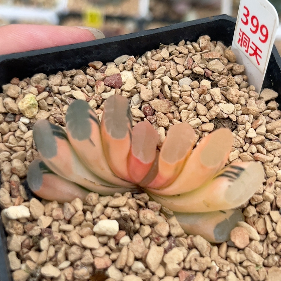 399糊斑白瓷玉扇锦