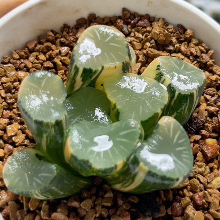 794欧大宝实生万象锦,鲜花速递/花卉仿真/绿植园艺,多肉植物,淘宝优惠券,粉丝福利购,淘宝优惠卷