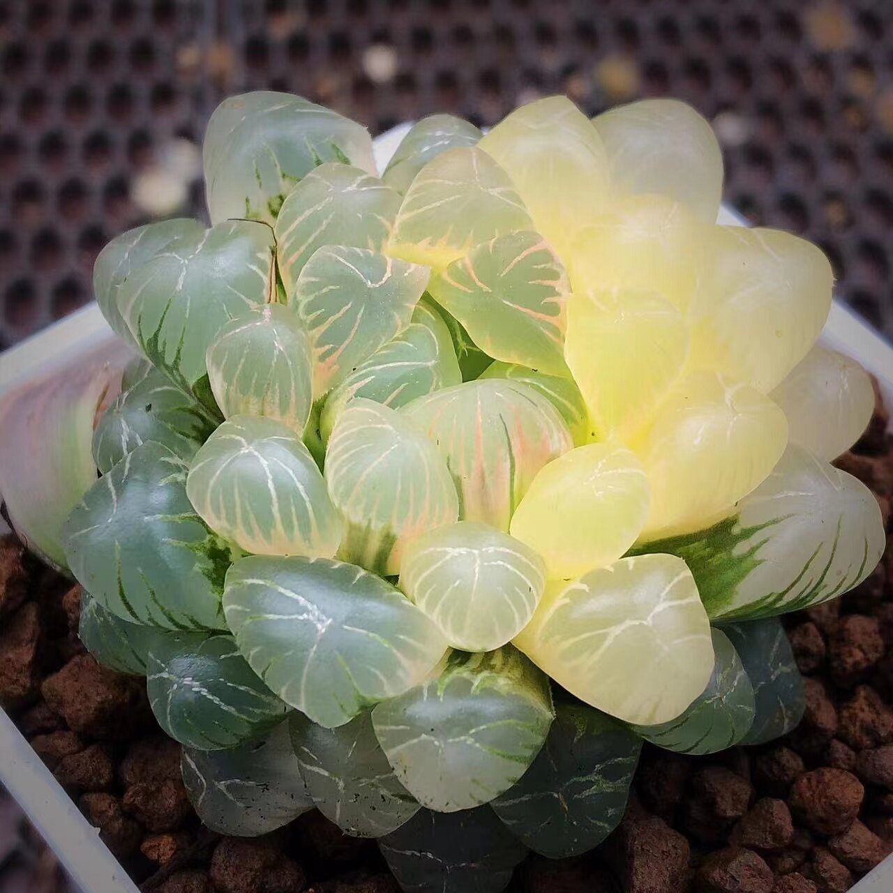 新品姬玉露锦瓦苇十二卷一物一拍多肉植物霓虹灯冰灯锦haworthia