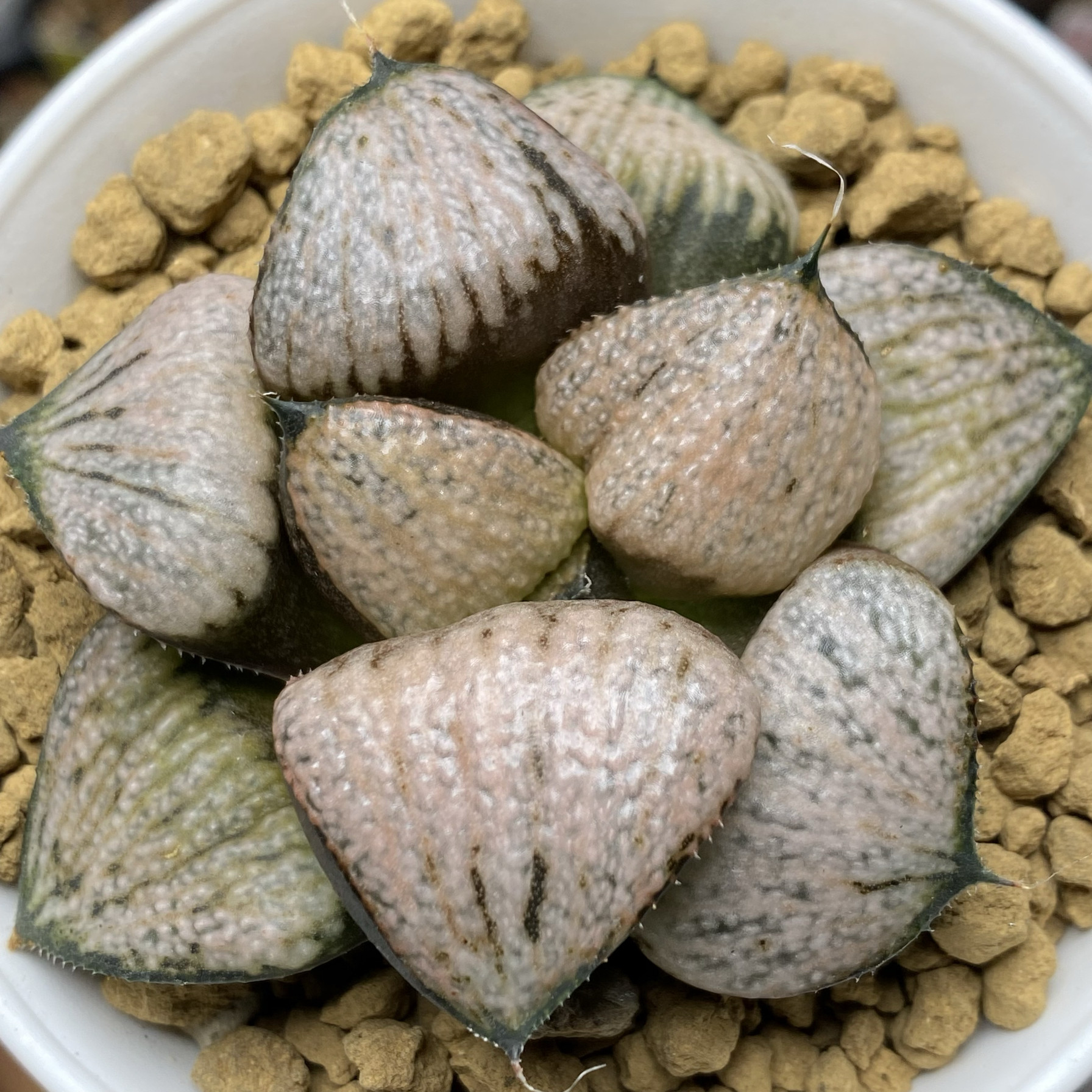 武士红青蟹一物一拍根系很好品相佳新品带盆发货十二卷多肉植物,鲜花速递/花卉仿真/绿植园艺,多肉植物,淘宝优惠券,粉丝福利购,淘宝优惠卷